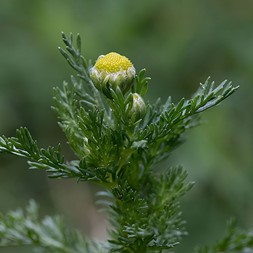 Matricaria discoidea (pineapple-weed)